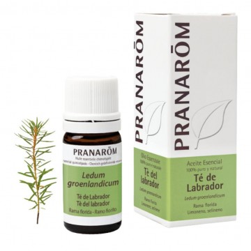 Aceite Esencial Te de Labrador Bio 5ml Pranarom